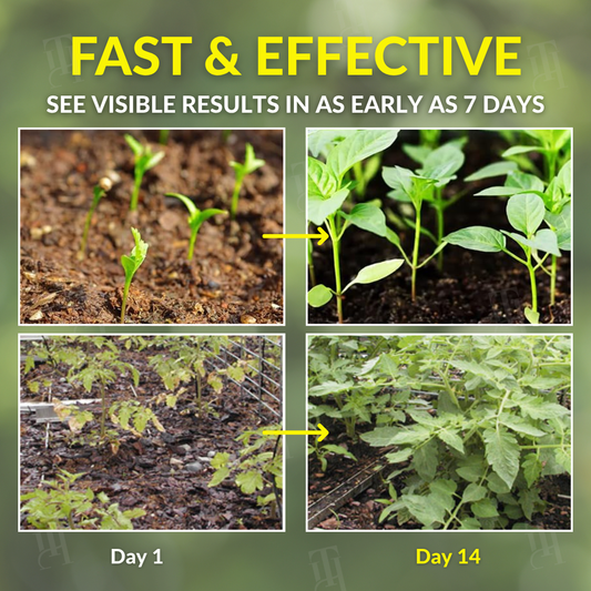 AEXZR® 2 in 1 Vita-Enzyme Solution