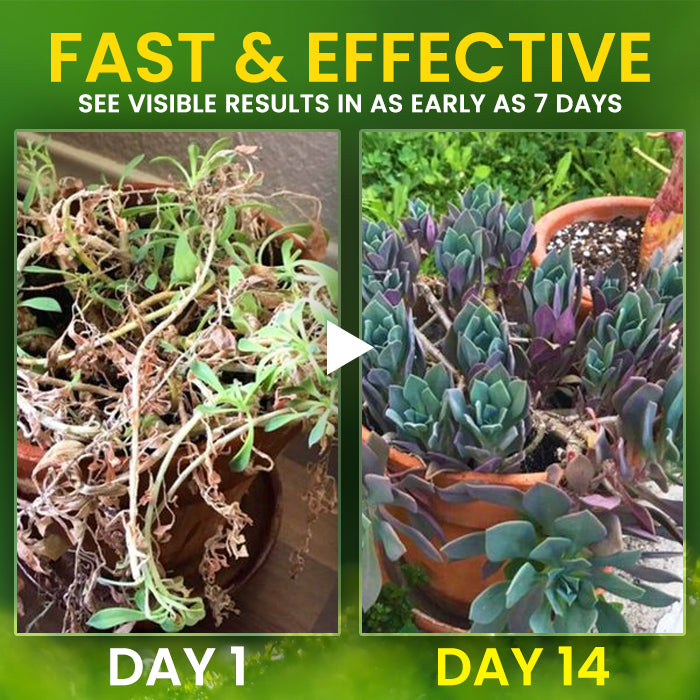 AEXZR® 2 in 1 Vita-Enzyme Solution